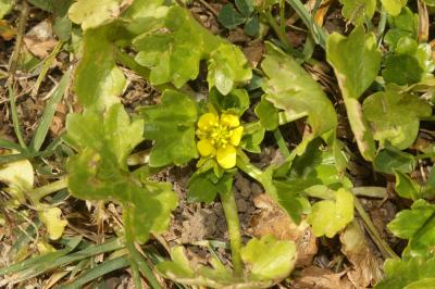 Renoncule à petites pointes, Pied-de-coq Ranunculus muricatus L., 1753