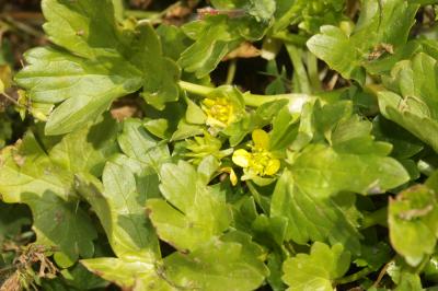 Renoncule à petites pointes, Pied-de-coq Ranunculus muricatus L., 1753