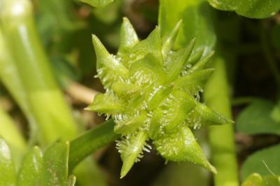 Renoncule à petites pointes, Pied-de-coq Ranunculus muricatus L., 1753