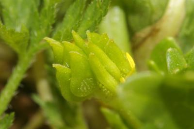 Renoncule à petites pointes, Pied-de-coq Ranunculus muricatus L., 1753
