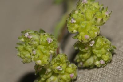 Mâche à carène Valerianella locusta f. carinata (Loisel.) Devesa, J.López & R.Gonzalo, 2005