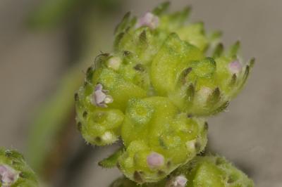Mâche à carène Valerianella locusta f. carinata (Loisel.) Devesa, J.López & R.Gonzalo, 2005