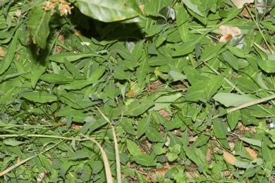 Crépis bulbeux Sonchus bulbosus (L.) N.Kilian & Greuter, 2003