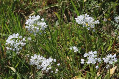 Ail de Naples, Ail blanc Allium neapolitanum Cirillo, 1788