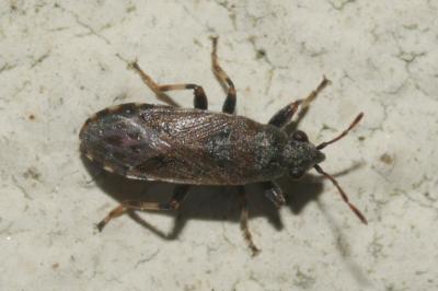  Heterogaster artemisiae Schilling, 1829