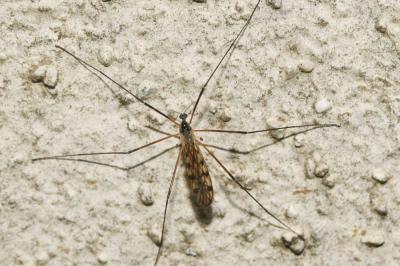  Limonia maculipennis (Meigen, 1818)