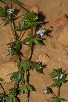 Rubéole des champs, Gratteron fleuri Sherardia arvensis L., 1753