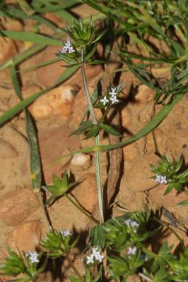 Rubéole des champs, Gratteron fleuri Sherardia arvensis L., 1753