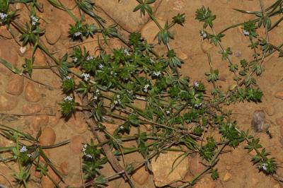 Rubéole des champs, Gratteron fleuri Sherardia arvensis L., 1753