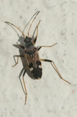  Beosus quadripunctatus (Müller, 1766)