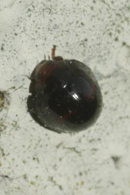 Coccinelle tortue à bande rouge Chilocorus bipustulatus (Linnaeus, 1758)
