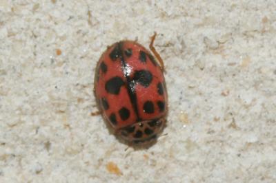 Coccinelle rose Oenopia conglobata (Linnaeus, 1758)