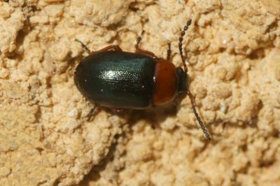 Gastrophyse de la Renouée Gastrophysa polygoni (Linnaeus, 1758)
