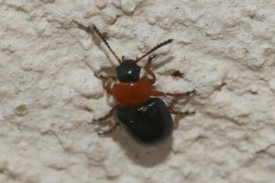 Gastrophyse de la Renouée Gastrophysa polygoni (Linnaeus, 1758)