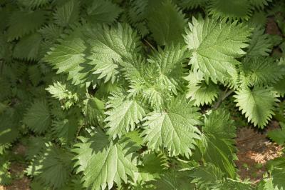 Ortie à pilules Urtica pilulifera L., 1753
