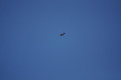 Autour des palombes Accipiter gentilis (Linnaeus, 1758)