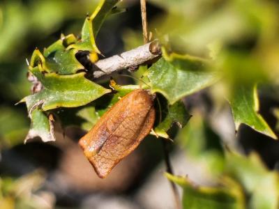  Cacoecimorpha pronubana (Hübner, 1799)