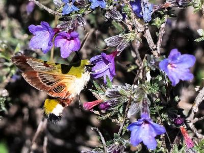 Sphinx gazé (Le), Sphinx du Chèvrefeuille (Le) Hemaris fuciformis (Linnaeus, 1758)