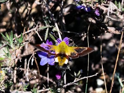 Sphinx gazé (Le), Sphinx du Chèvrefeuille (Le) Hemaris fuciformis (Linnaeus, 1758)