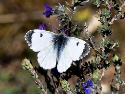 Aurore (L') Anthocharis cardamines (Linnaeus, 1758)