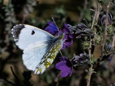 Aurore (L') Anthocharis cardamines (Linnaeus, 1758)