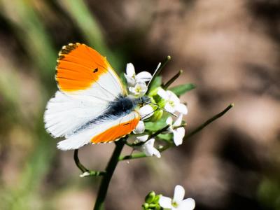 Aurore (L') Anthocharis cardamines (Linnaeus, 1758)