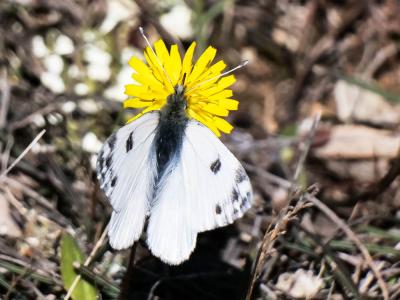 Marbré-de-vert (Le), Piéride du Réséda (La), Marbr Pontia daplidice (Linnaeus, 1758)