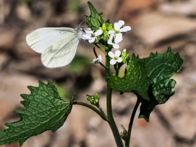Piéride du Lotier (La), Piéride de la Moutarde (La Leptidea sinapis (Linnaeus, 1758)