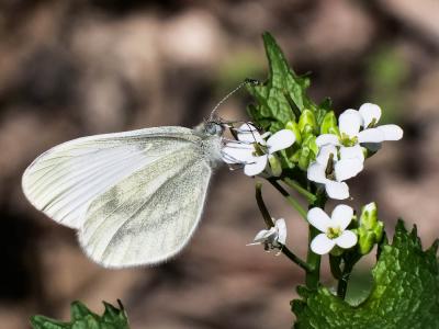 Piéride du Lotier (La), Piéride de la Moutarde (La Leptidea sinapis (Linnaeus, 1758)