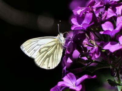 Piéride du Navet (La), Papillon blanc veiné de ver Pieris napi (Linnaeus, 1758)