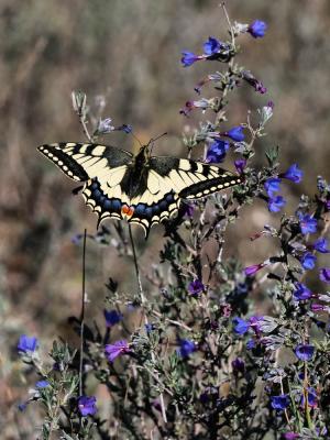 Machaon (Le), Grand Porte-Queue (Le) Papilio machaon Linnaeus, 1758