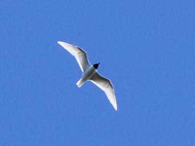 Mouette mélanocéphale Ichthyaetus melanocephalus (Temminck, 1820)
