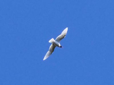Mouette mélanocéphale Ichthyaetus melanocephalus (Temminck, 1820)