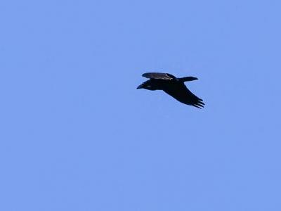 Corbeaux, Corneilles, Pies, Geais, Casse-noix Corvidae Vigors, 1825