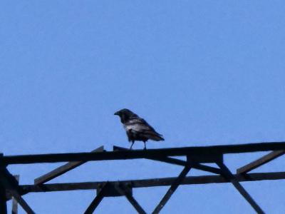 Corbeaux, Corneilles, Pies, Geais, Casse-noix Corvidae Vigors, 1825