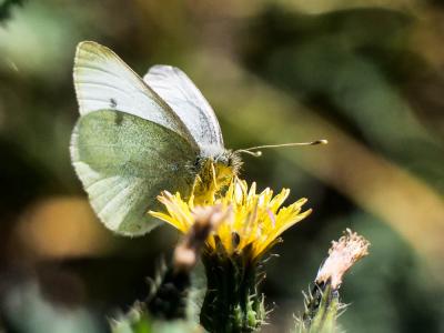 Piéride de la Rave (La), Petit Blanc du Chou (Le), Pieris rapae (Linnaeus, 1758)