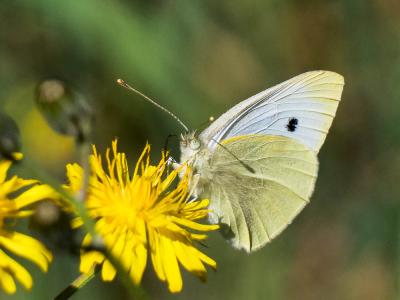 Piéride de la Rave (La), Petit Blanc du Chou (Le), Pieris rapae (Linnaeus, 1758)