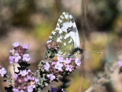Marbré-de-vert (Le), Piéride du Réséda (La), Marbr Pontia daplidice (Linnaeus, 1758)