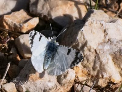 Marbré de Lusitanie (Le) Iberochloe tagis (Hübner, 1804)