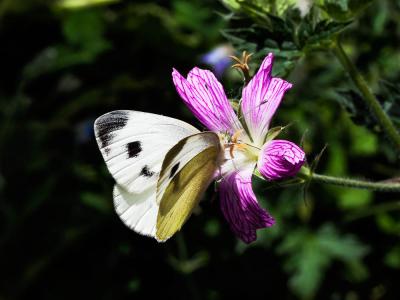 Piéride de l'Ibéride (La), Piéride jumelle (La) Pieris mannii (Mayer, 1851)