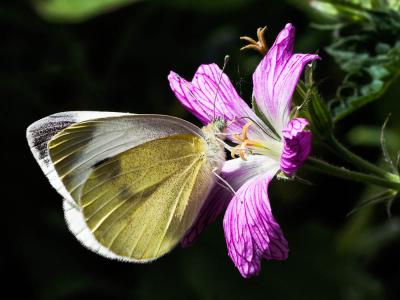 Piéride de l'Ibéride (La), Piéride jumelle (La) Pieris mannii (Mayer, 1851)