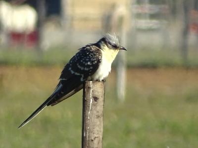 Coucou geai Clamator glandarius (Linnaeus, 1758)