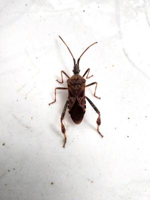 Punaise americaine du pin, Punaise du pin, Leptogl Leptoglossus occidentalis Heidemann, 1910