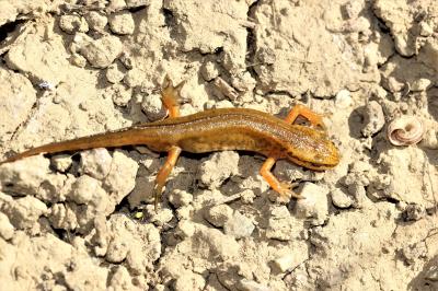 Triton palmé Lissotriton helveticus (Razoumowsky, 1789)