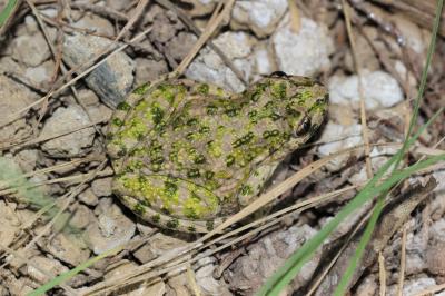Pélodyte ponctué Pelodytes punctatus (Daudin, 1803)