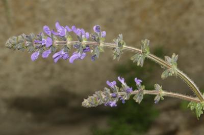 Sauge fausse-verveine Salvia verbenaca L., 1753
