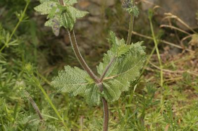 Sauge fausse-verveine Salvia verbenaca L., 1753
