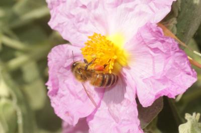 Abeille domestique, Abeille européenne, Abeille me Apis mellifera Linnaeus, 1758