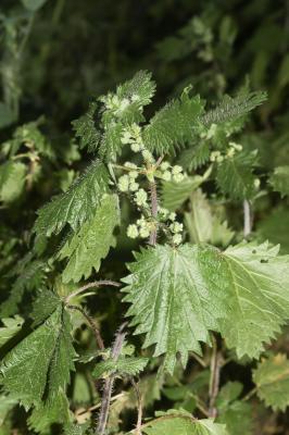 Ortie à pilules Urtica pilulifera L., 1753