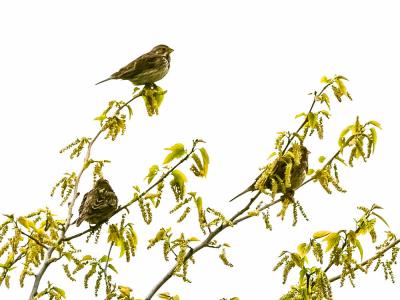 Bruant proyer Emberiza calandra Linnaeus, 1758